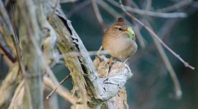 Wren