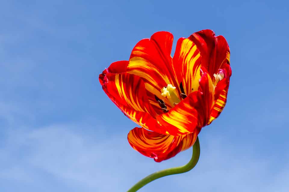 Colourful tulip taken against the almost blue sky and used as a weather watchers picture on the regional TV programme South Today