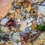 A collection of sea shells, seaweed, crustaceans, fossils, stones and sand from the shore line between Lee-on-the-Solent and Hill Head