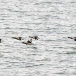 Canada geese flying low along the Meon Shore