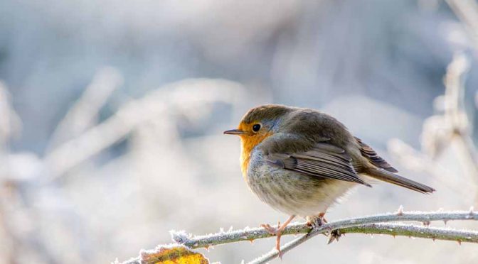 Robin at Titchfield Haven Nature Reserve