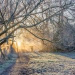The sun streaming through a mist and frost covered woodland