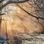 The sun streaming through a mist and frost covered woodland in the Meon Valley Hampshire