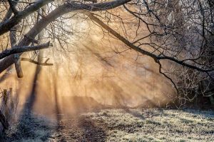 The sun streaming through a mist and frost covered woodland in the Meon Valley Hampshire