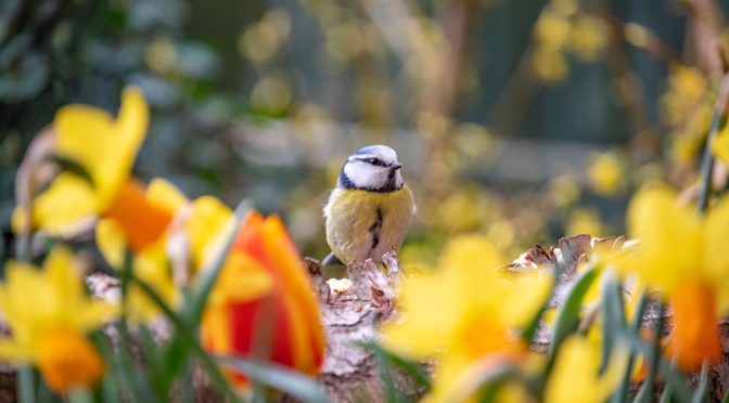 Daffodils and Tulips